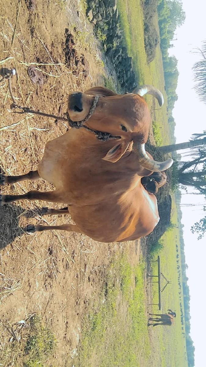 થંબનેલ 2