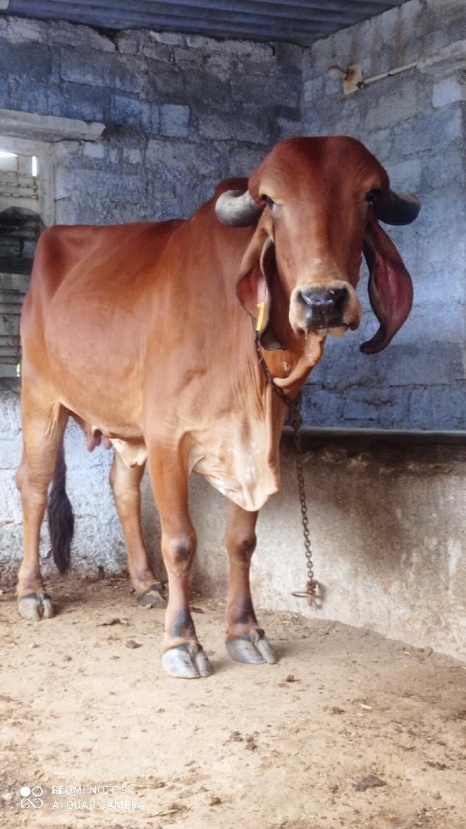 ગાય વેચવાની છે 30000