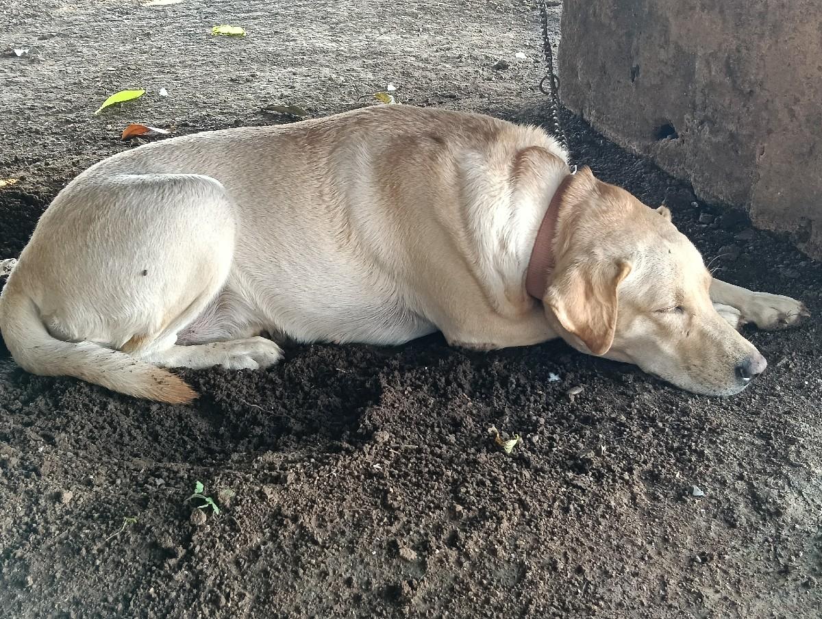 કુત્રી વેસવાની સે
