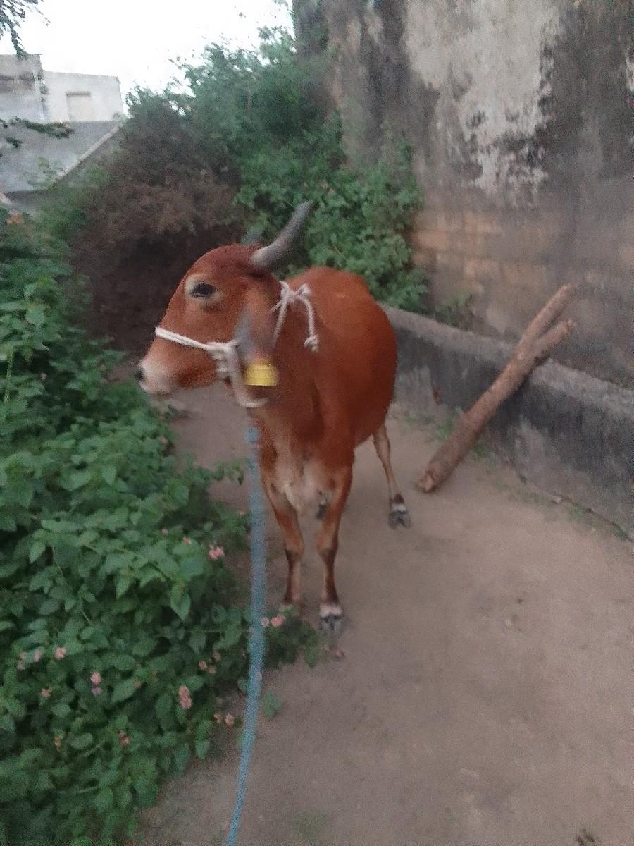 વેચવાની છે