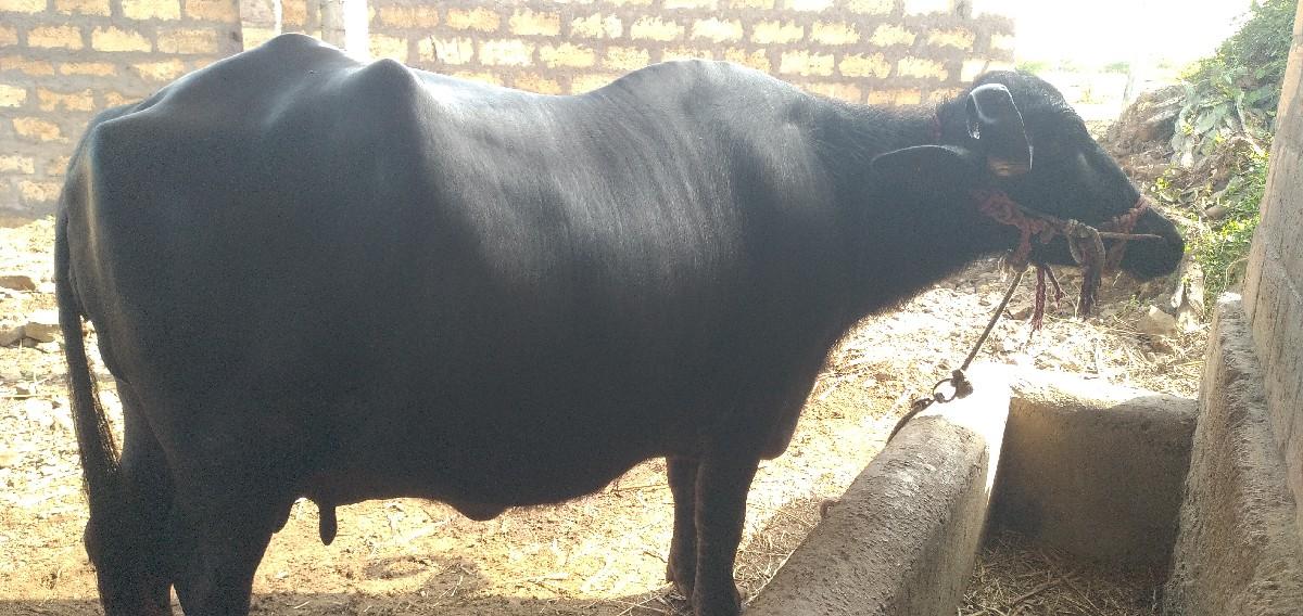 થંબનેલ 3