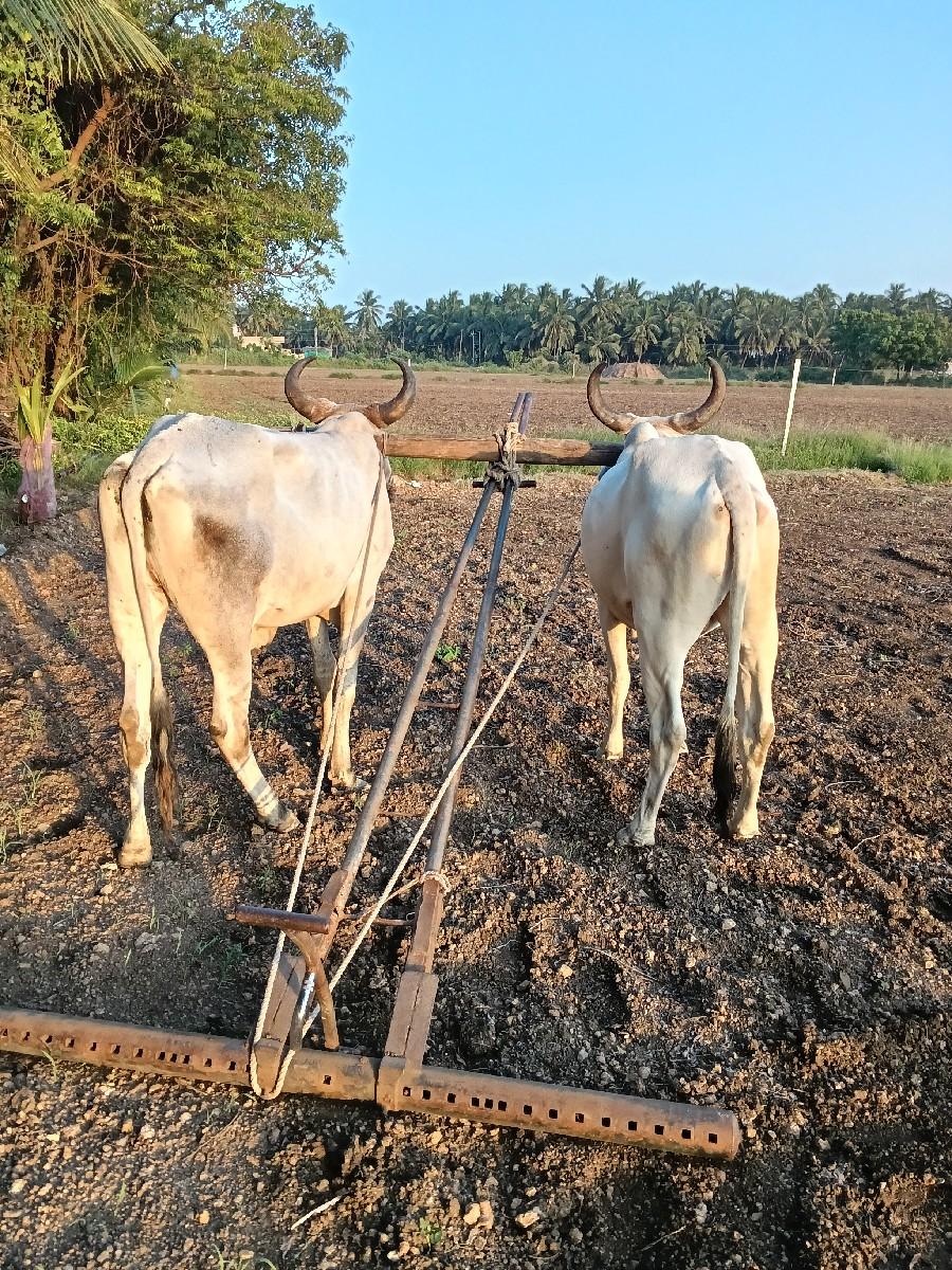 આદમ. ભાઈ.  ભાટા