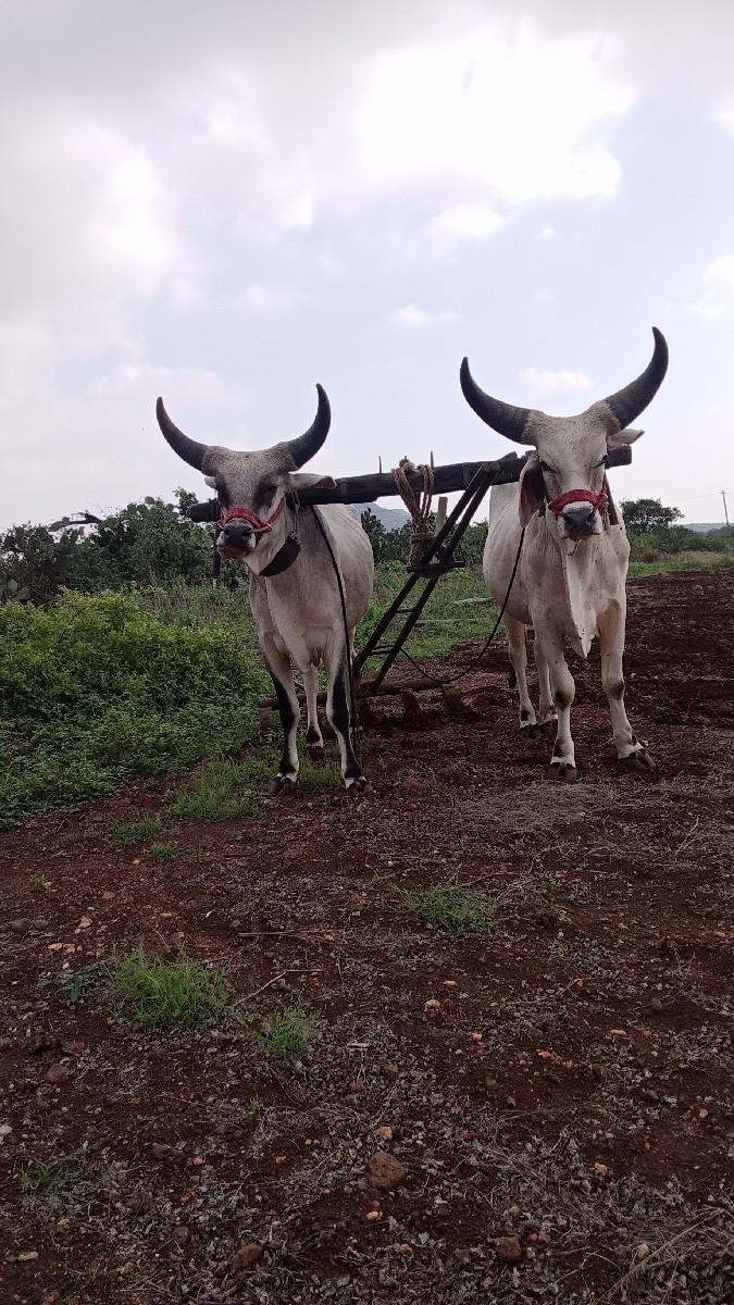 એક વાવણી વાવેલા સાવ સોજા ચાર ચાર