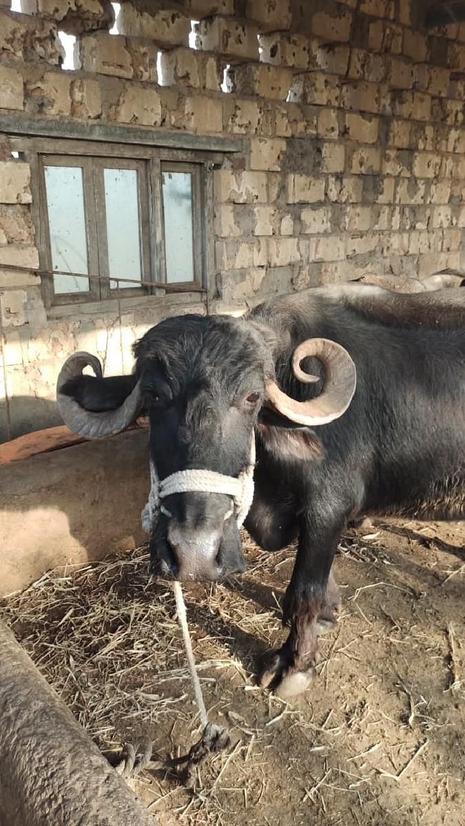 8160924438 આ નંબર પર ફોન કરવો