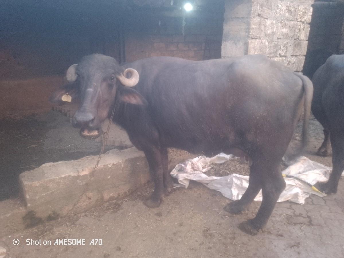 પેલું વેતર ભેંસ દેવાની સે