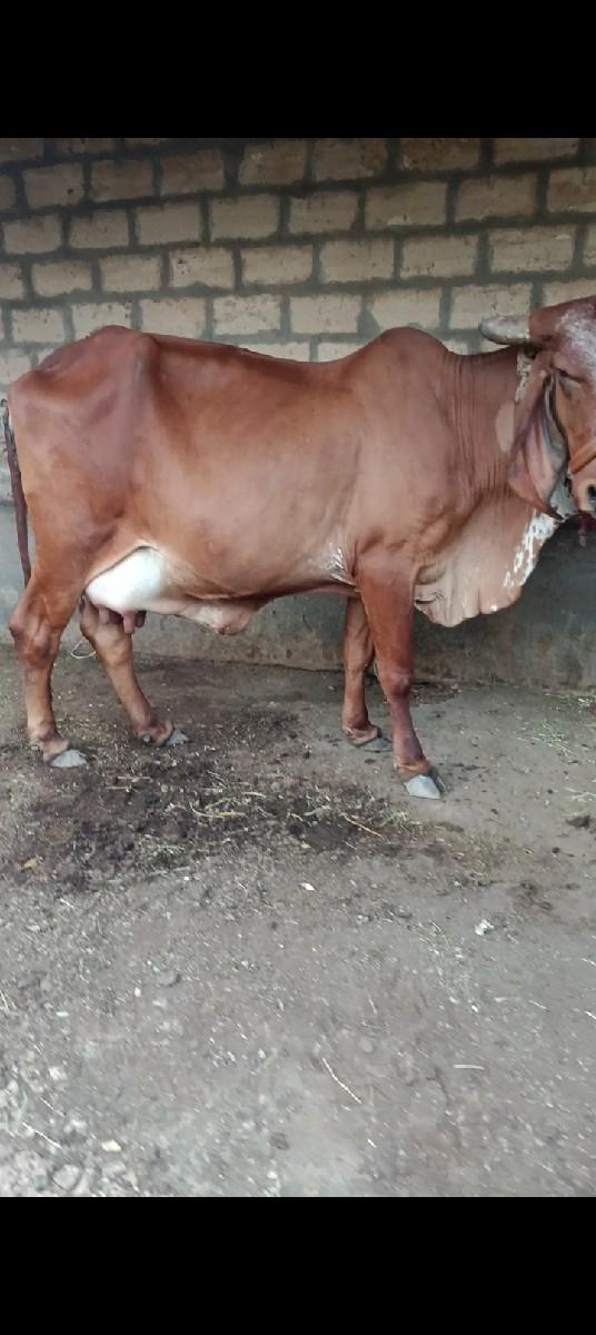 થંબનેલ 3