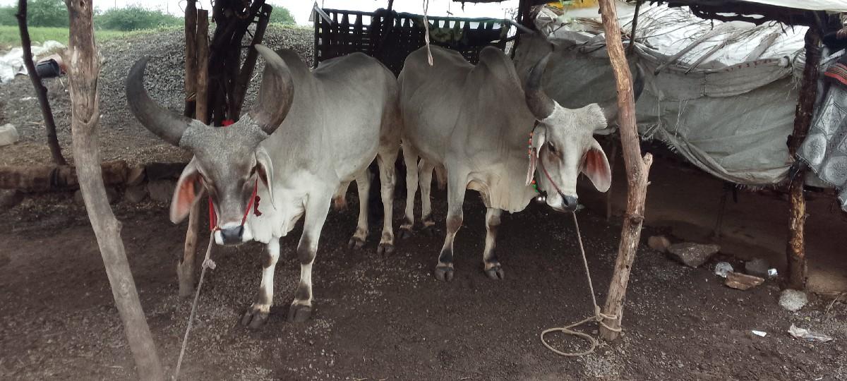 થંબનેલ 2