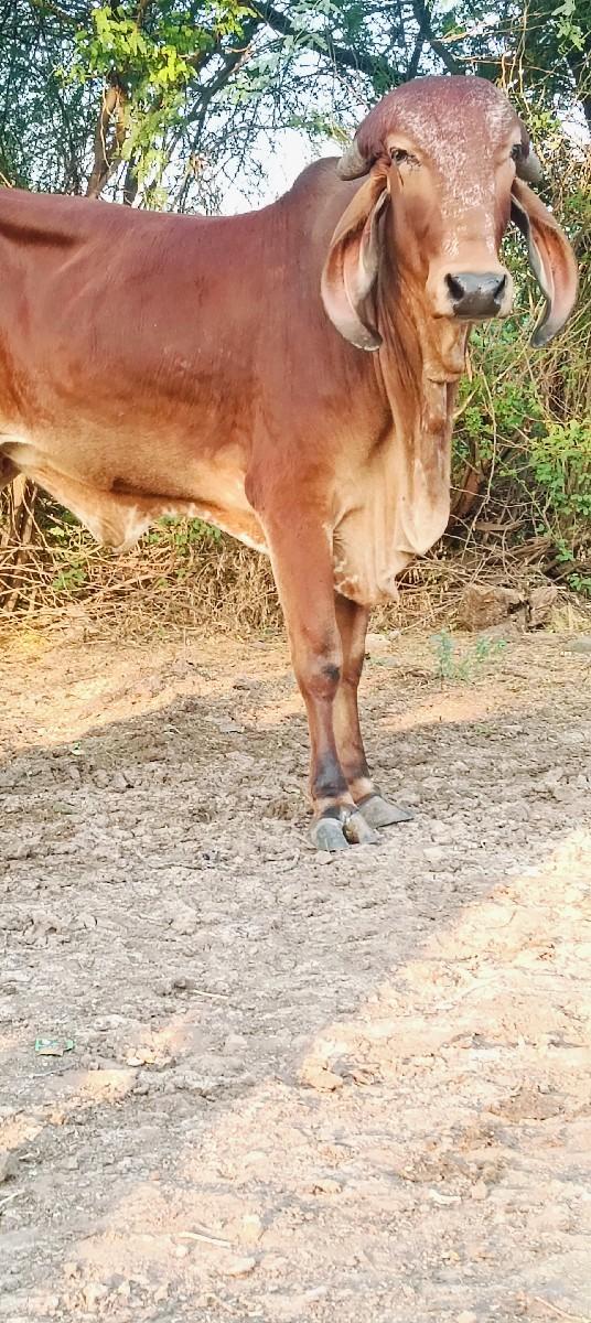 થંબનેલ 3