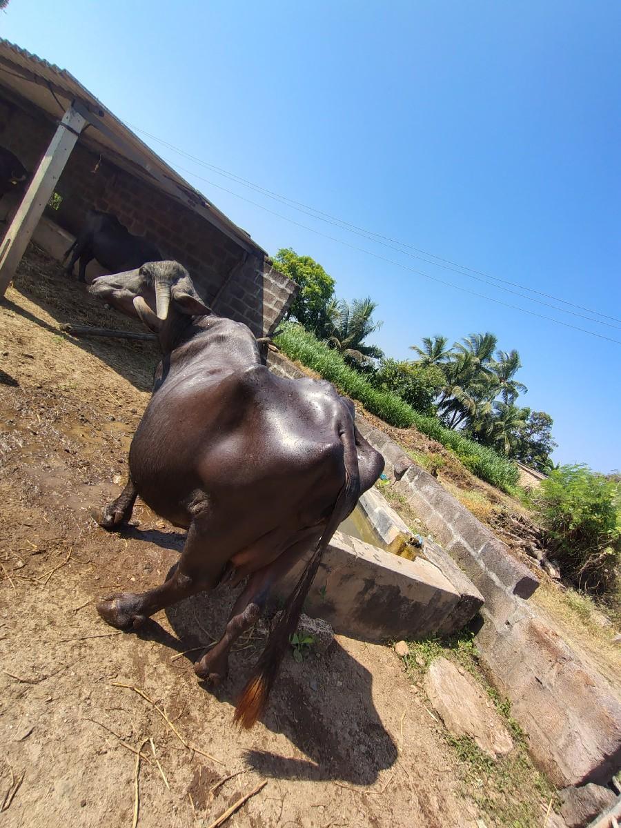 6 વેતર ગાભણી સે