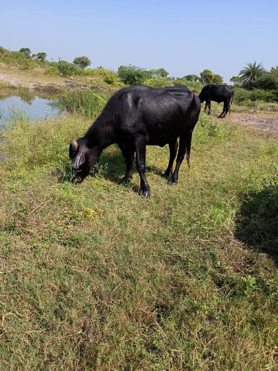 થંબનેલ 3