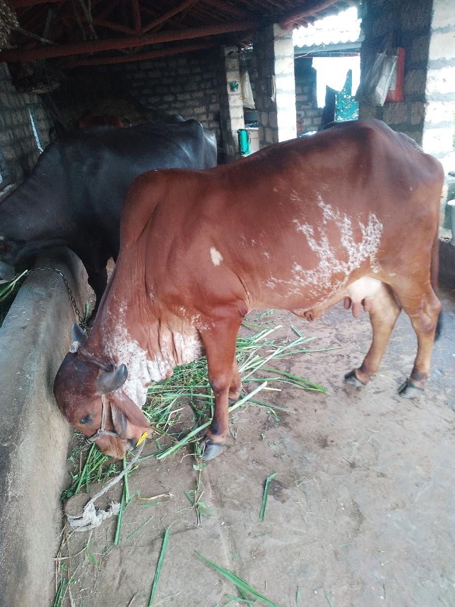 થંબનેલ 2