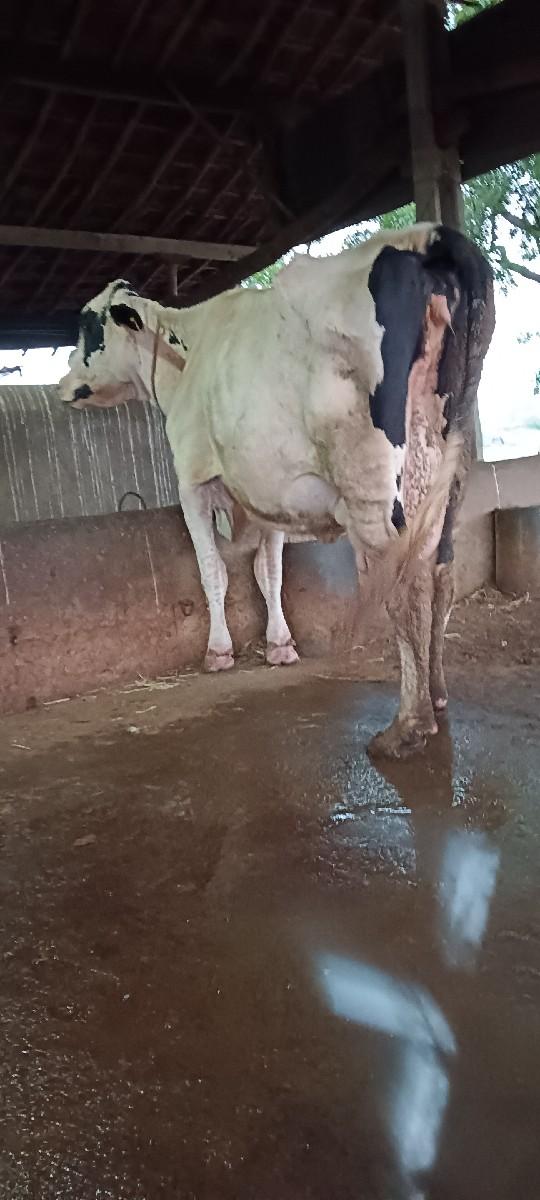 થંબનેલ 2