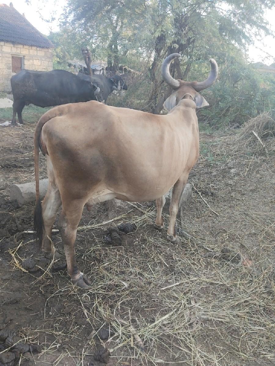 થંબનેલ 2