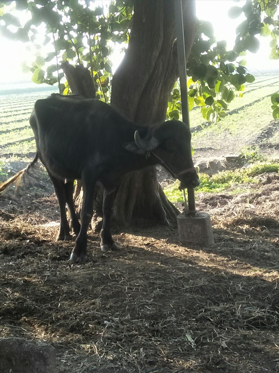 થંબનેલ 2