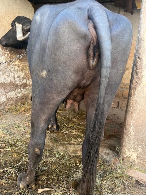 થંબનેલ 3