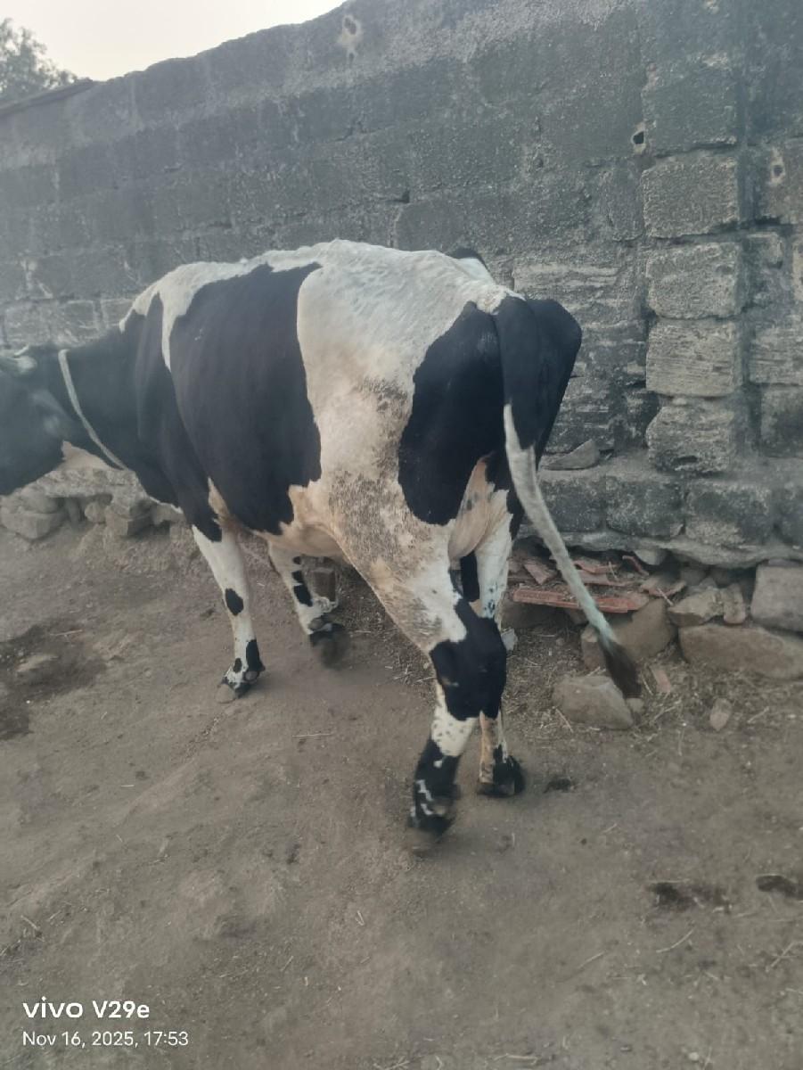 થંબનેલ 3