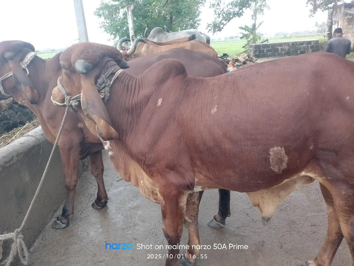 ગોધળા દેવાના છે