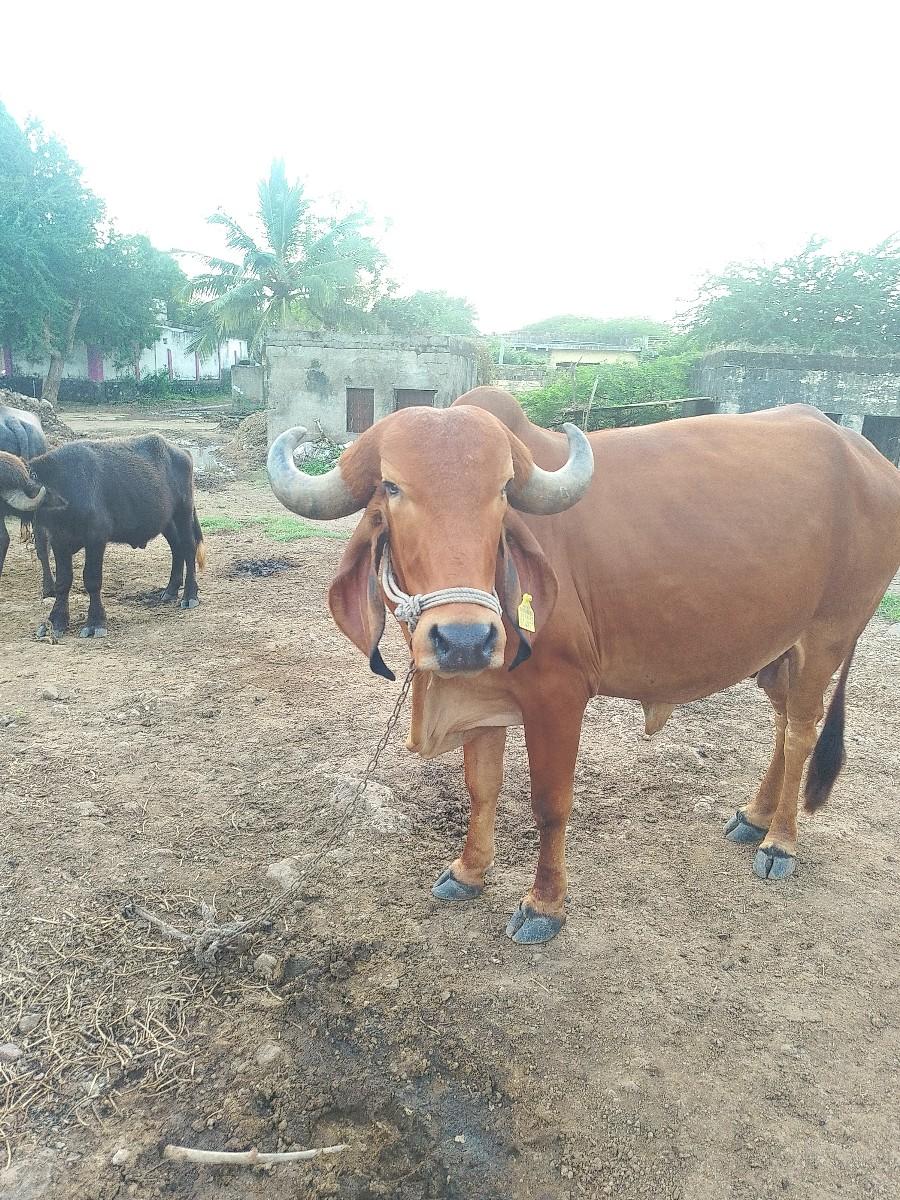 થંબનેલ 2