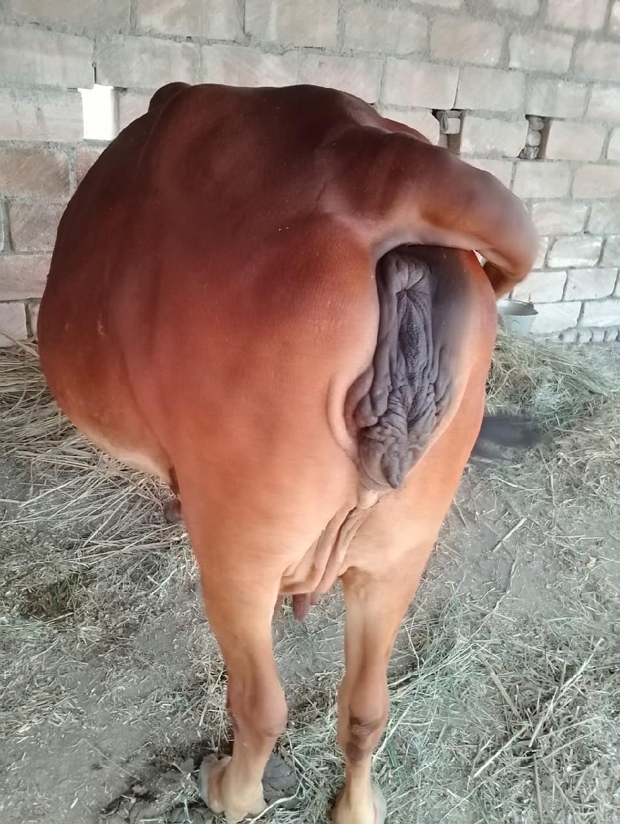 તીજુ વેતર