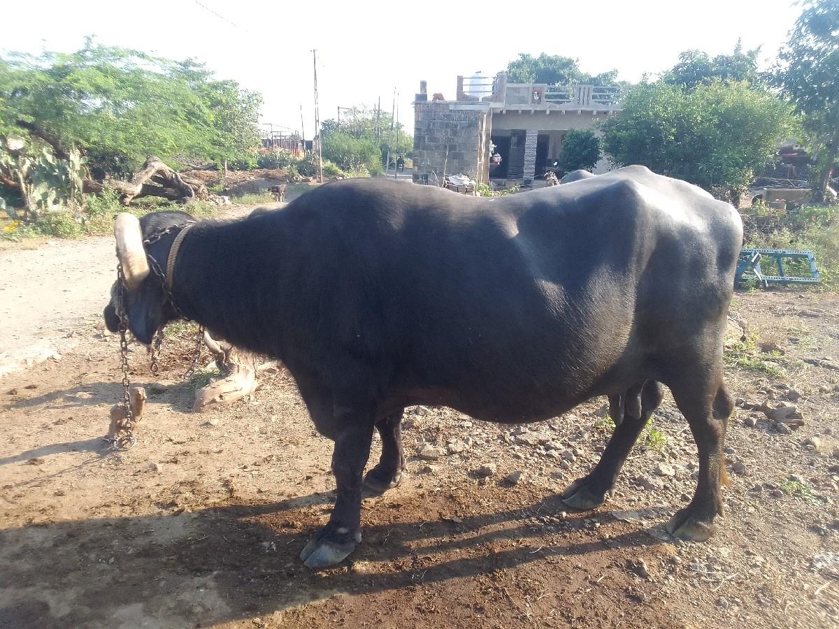 ભેંસ વેચવાની છે