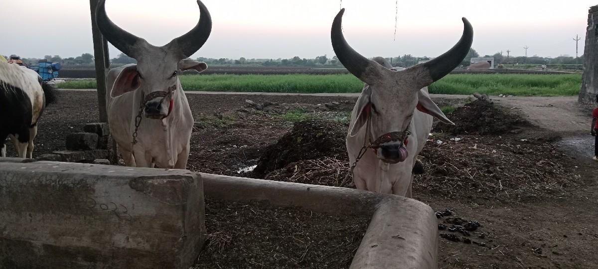 ગોઢલા વેચવાના છે