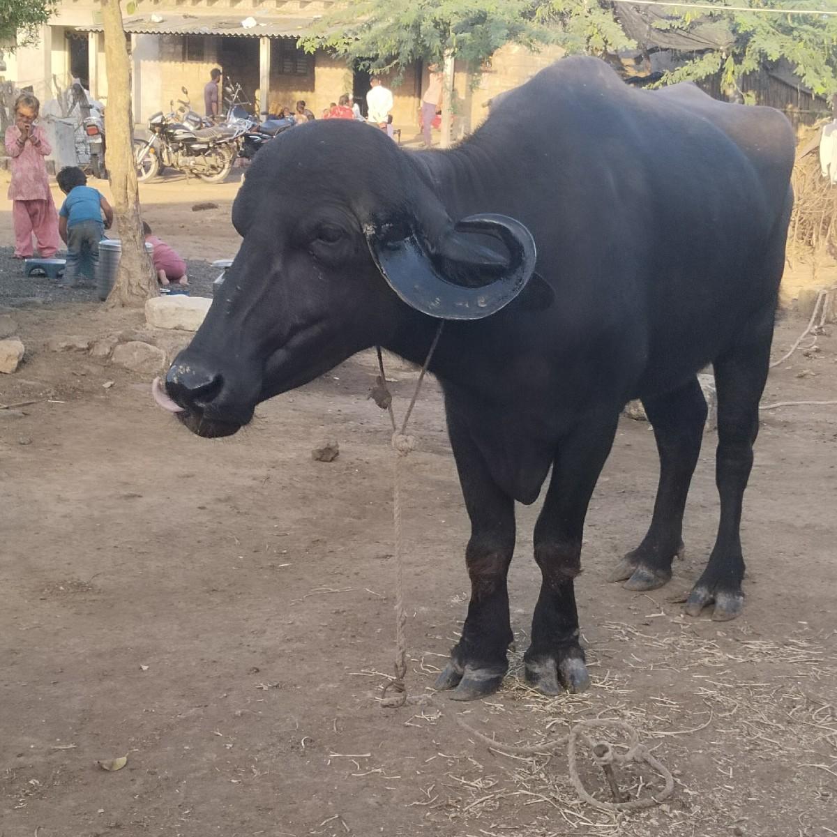 થંબનેલ 3