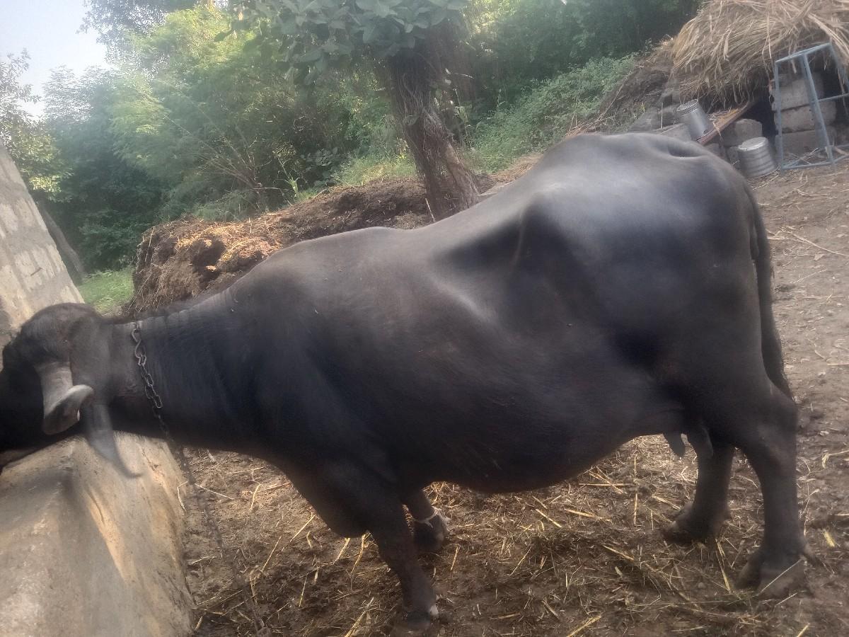 વેચવા ની છે