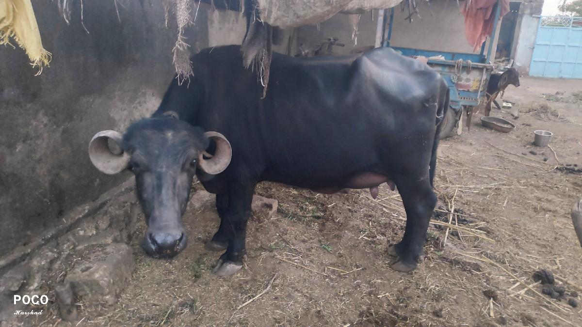 થંબનેલ 3