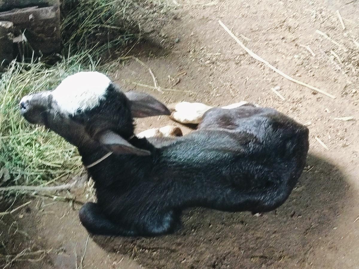 થંબનેલ 2