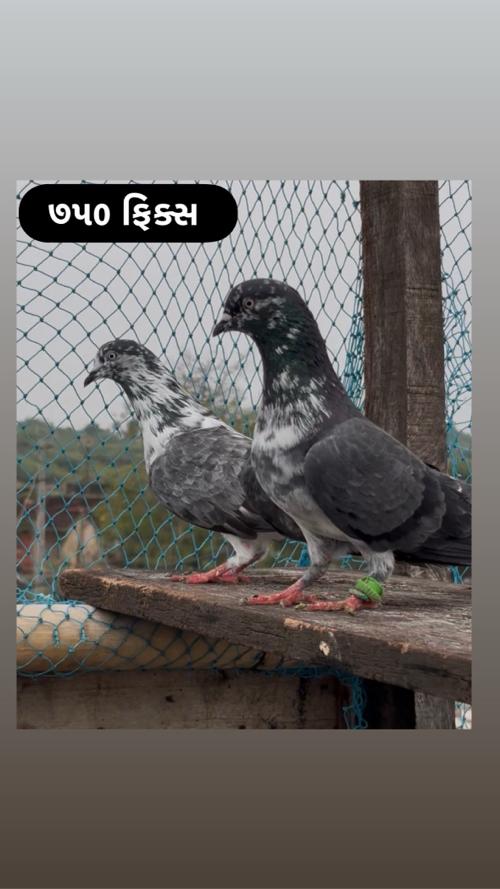 થંબનેલ 2