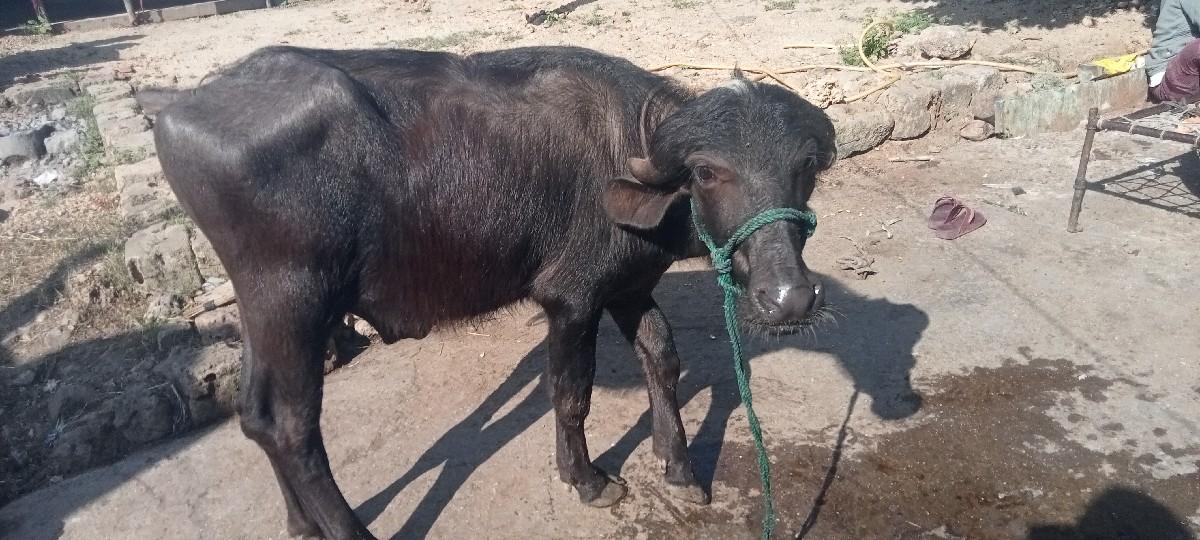 થંબનેલ 3