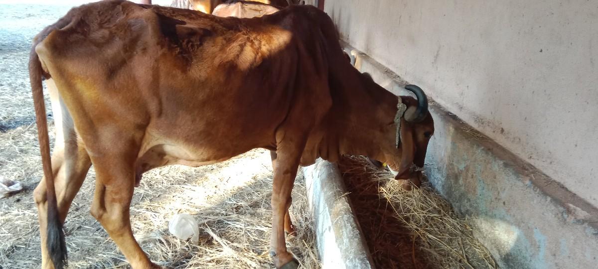 ગાય ચોથું વેતર છે