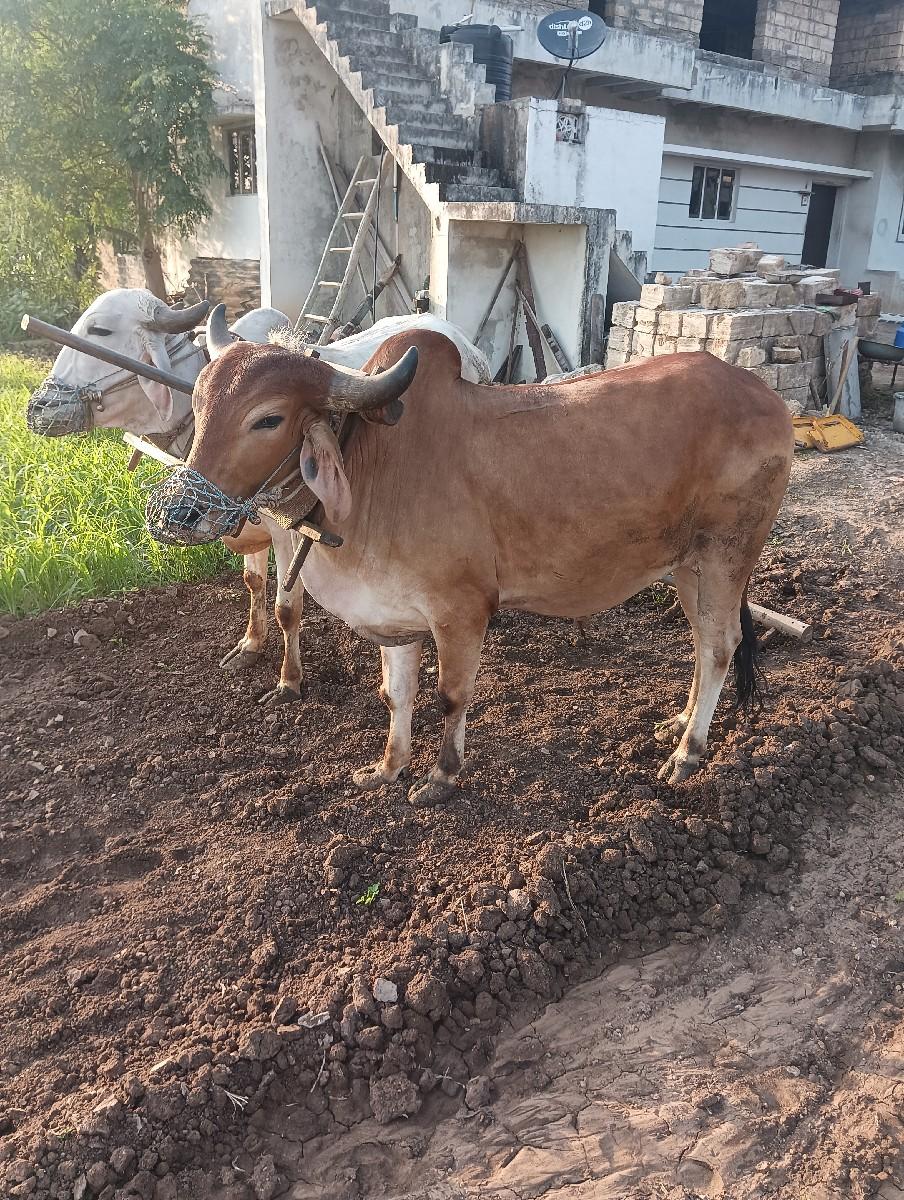 થંબનેલ 3