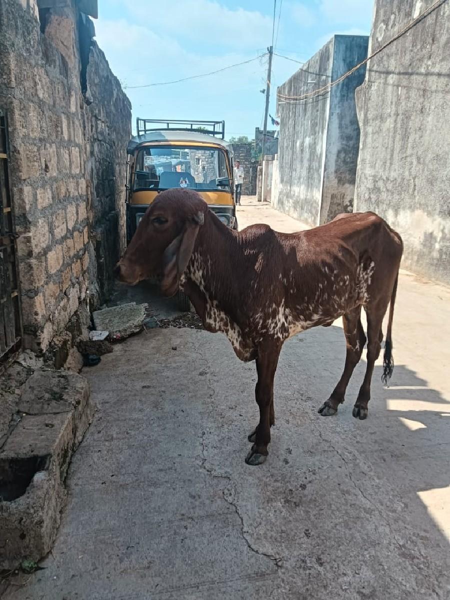 ગીર વાછડી