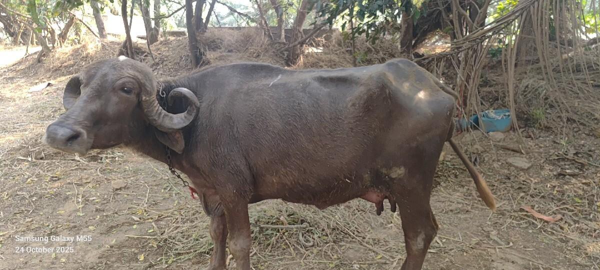 થંબનેલ 2