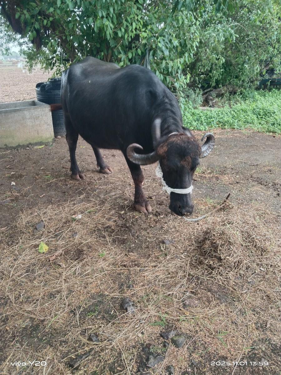 થંબનેલ 3