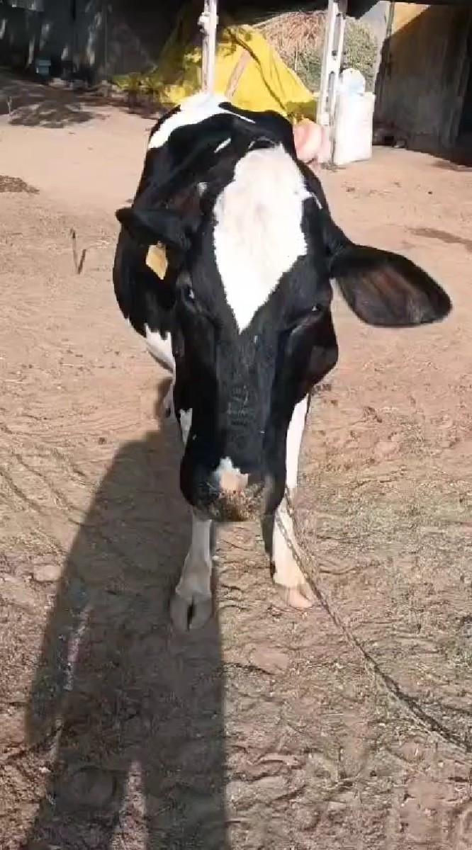 આ વાછરડી વેચવાની છે