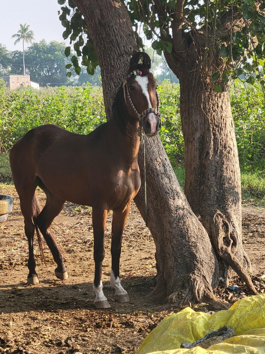 થંબનેલ 2