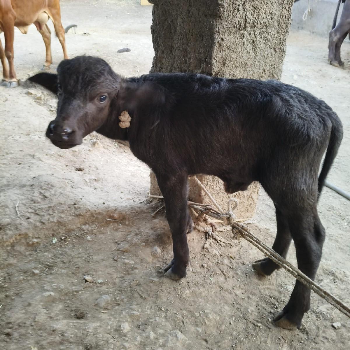 ચોથું વેતર ચાર દિવસ વાયગલ નીચે