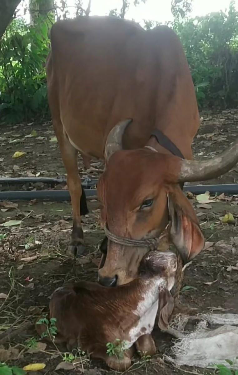 થંબનેલ 3