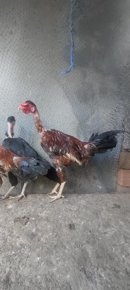 થંબનેલ 2