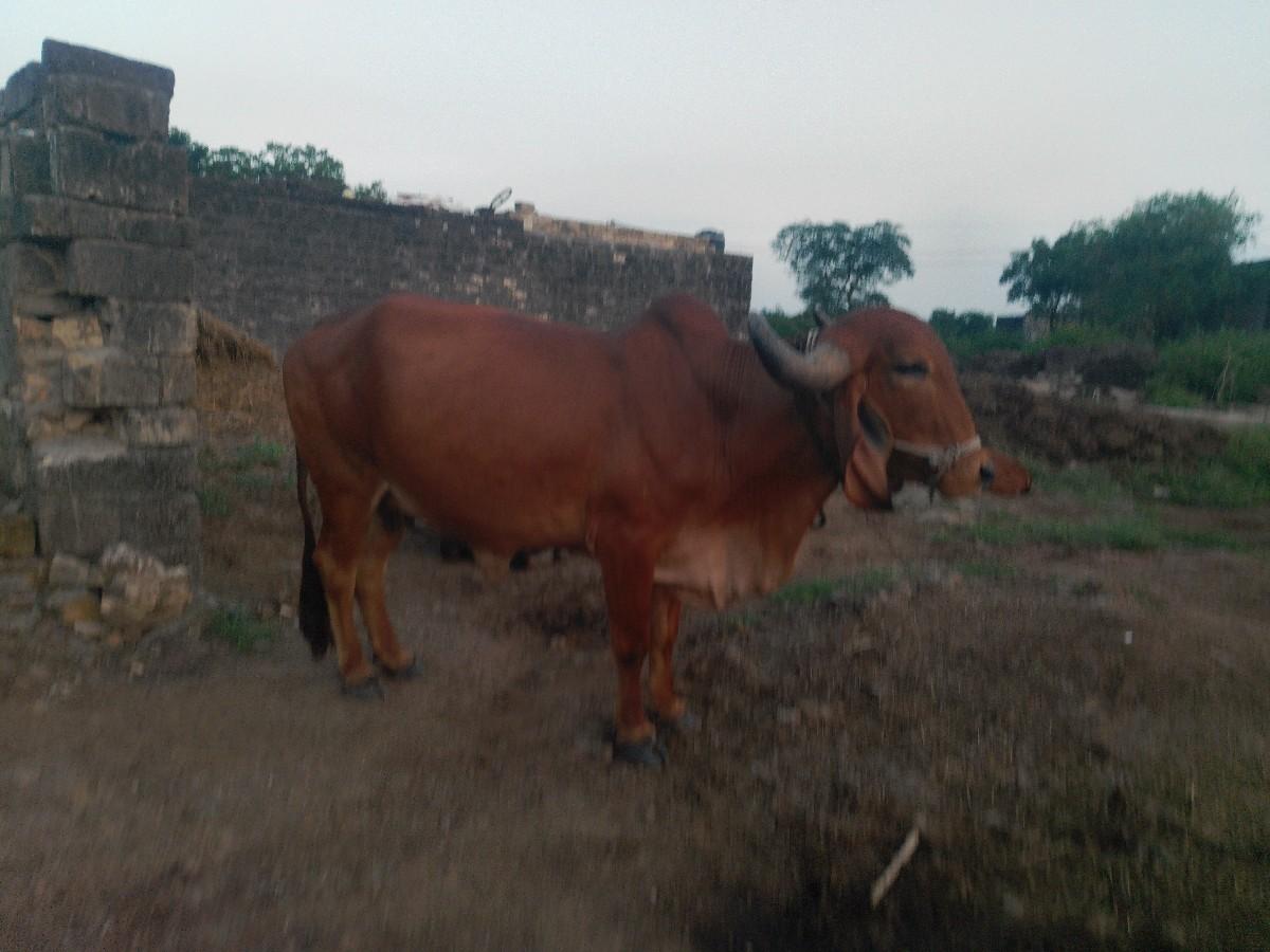 થંબનેલ 3