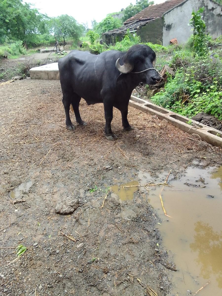 થંબનેલ 2