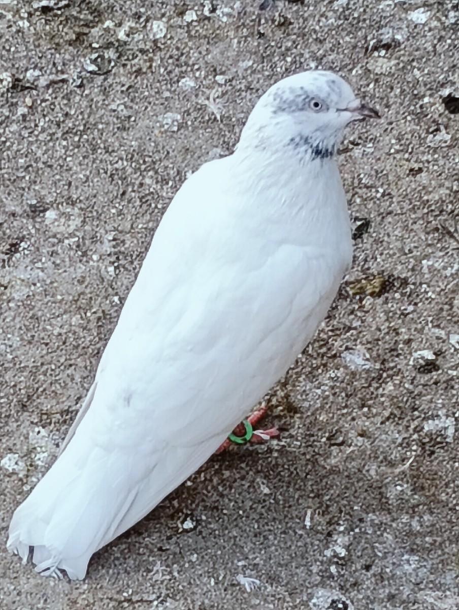 થંબનેલ 2