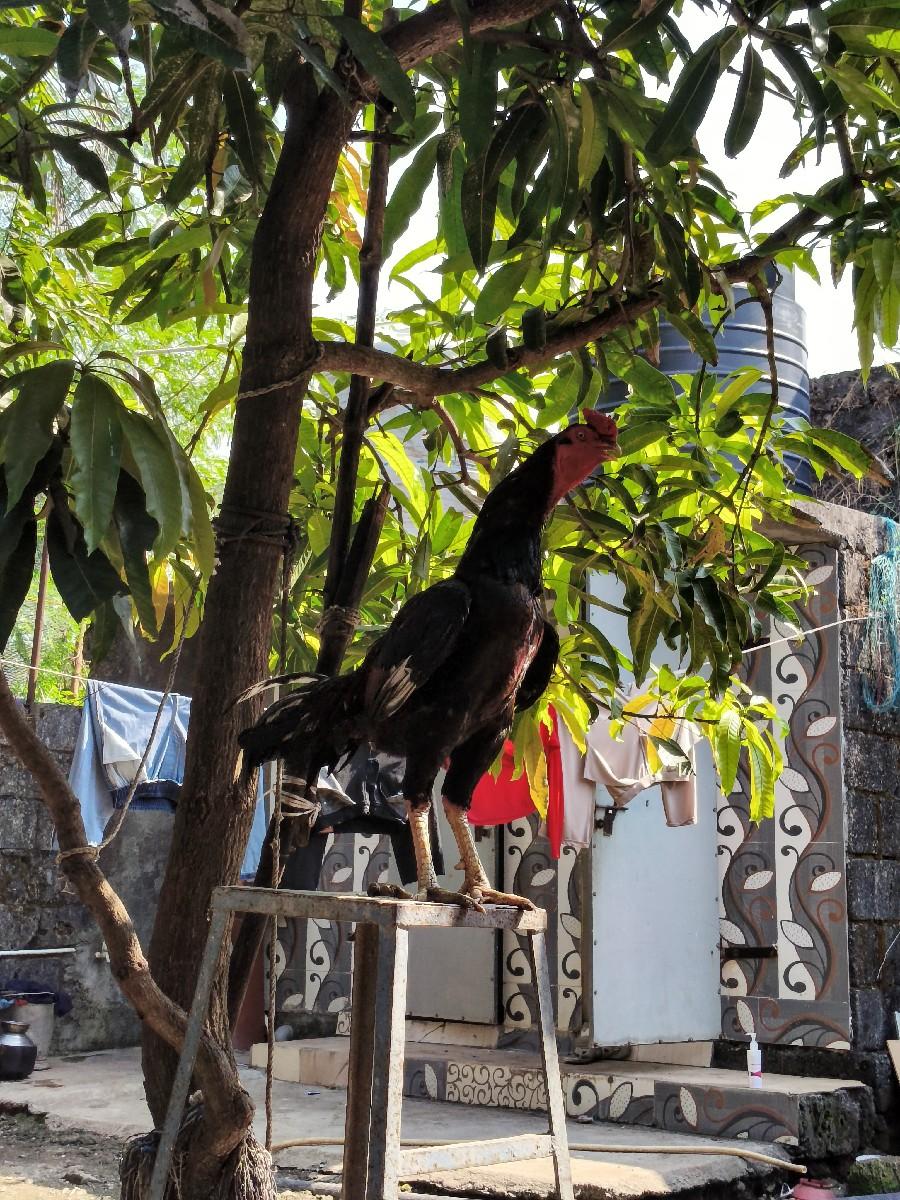 થંબનેલ 2