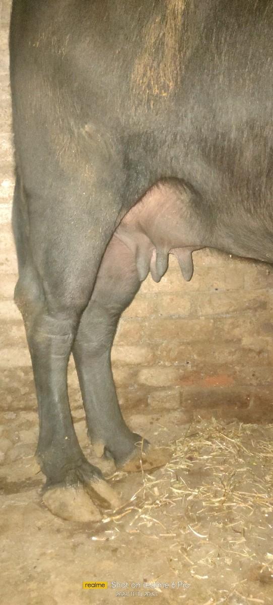 ભેંસ વેચવાની છે