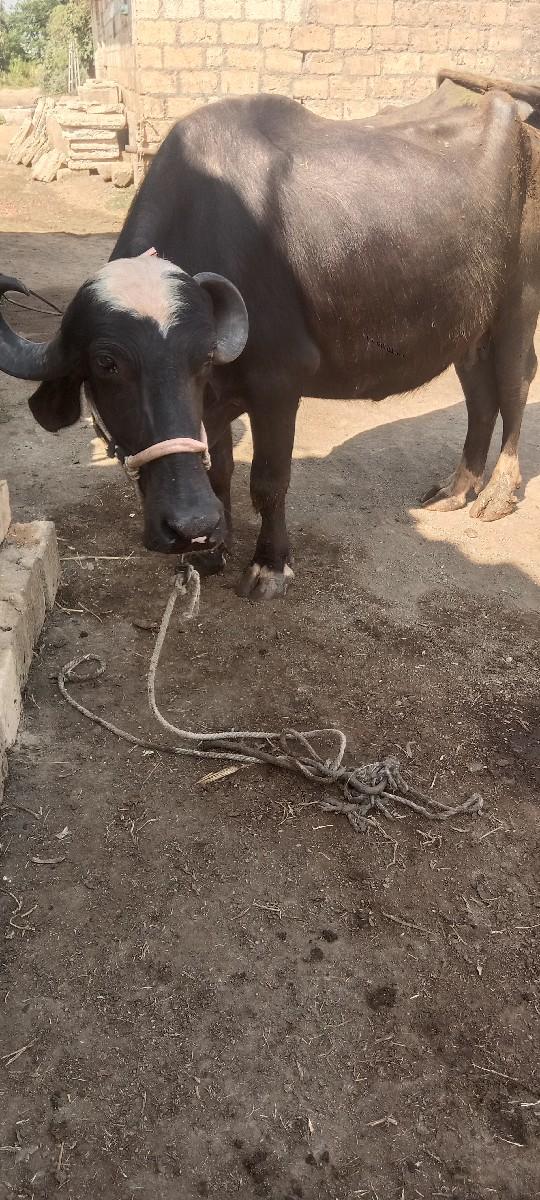 થંબનેલ 3