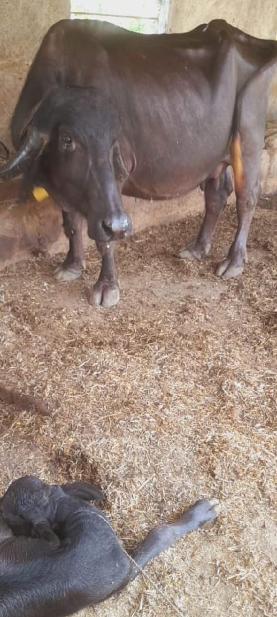 થંબનેલ 2