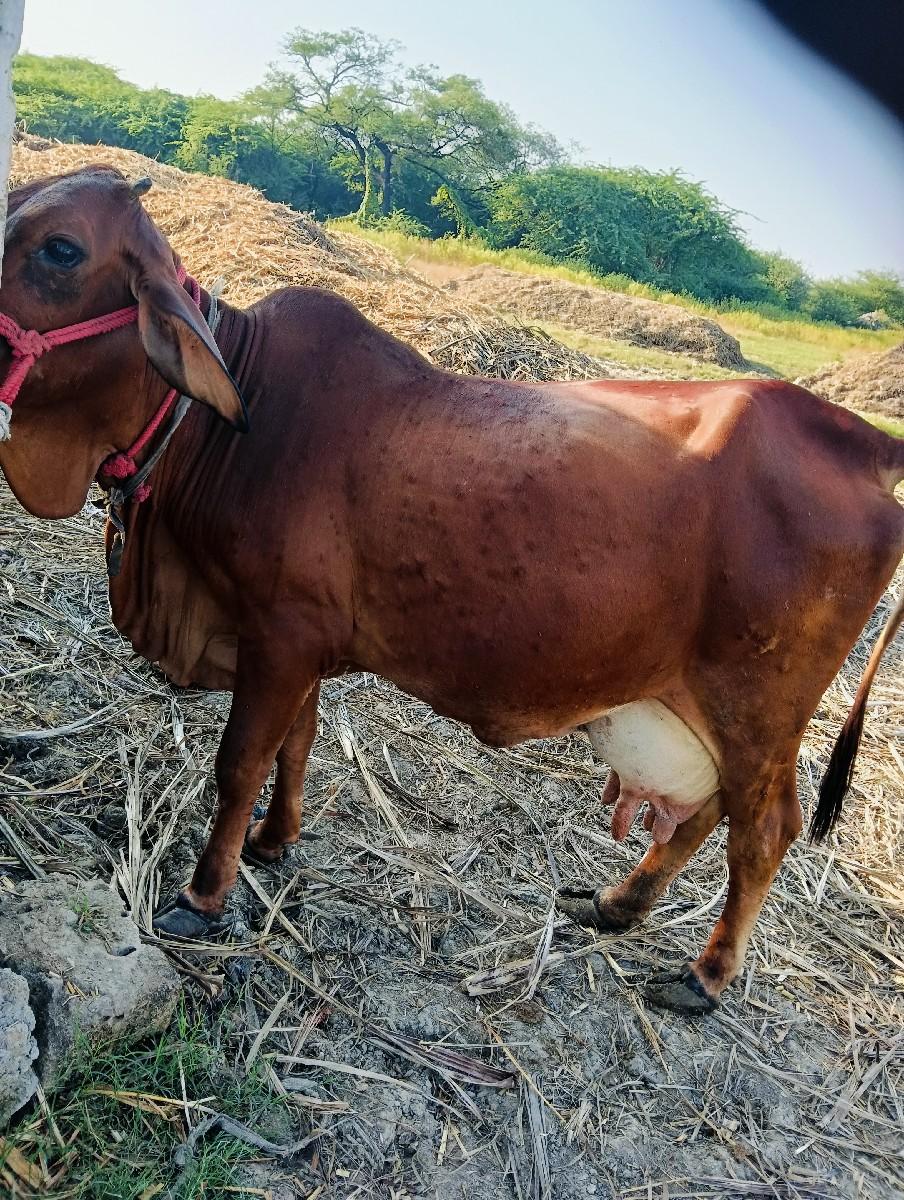 થંબનેલ 2