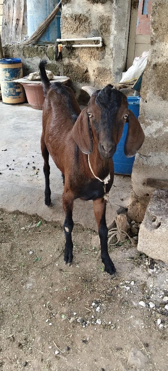 થંબનેલ 3